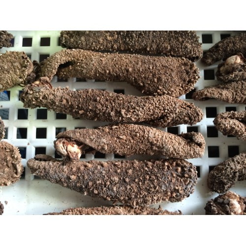 Dried SC Skins-500×500